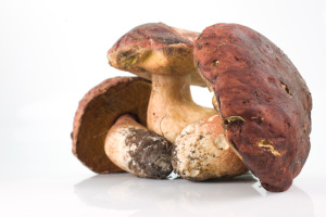 Porcini