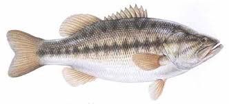 Micropterus salmoides