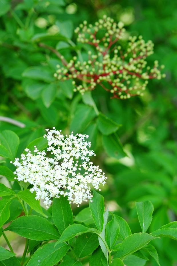 fiori da essiccare