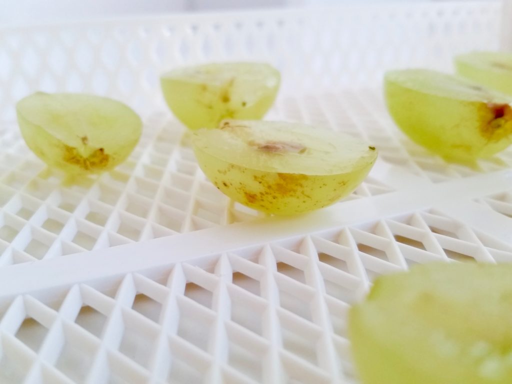 essiccare uva
