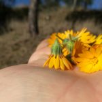 fiori di calendula