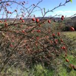 rosa canina