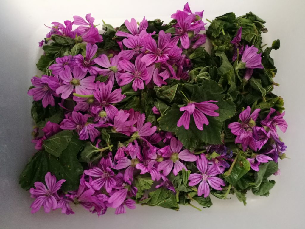 tisana di malva essiccata