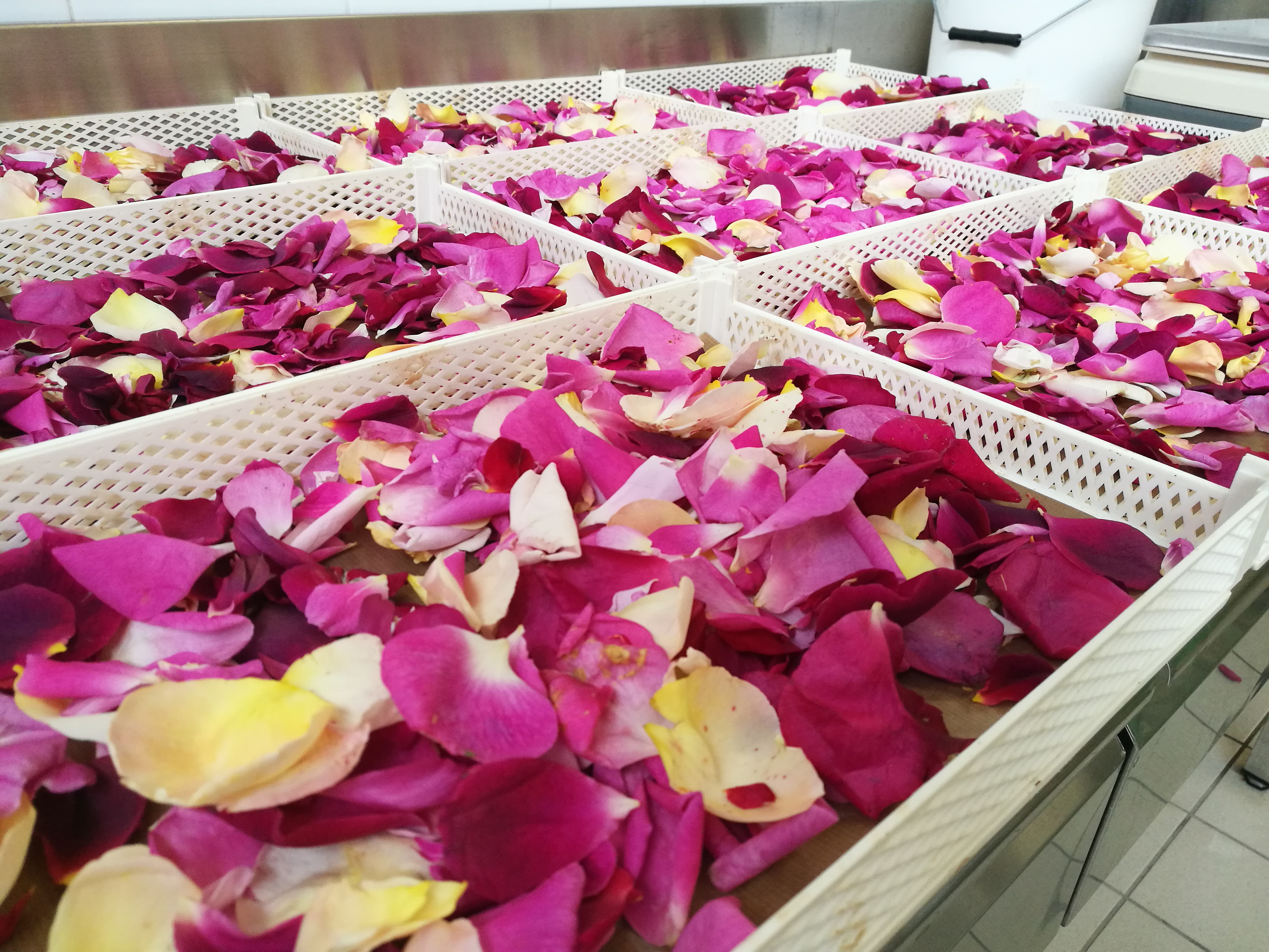 Petali di rosa essiccati di Chiara Berlenga - In cucina con Biosec