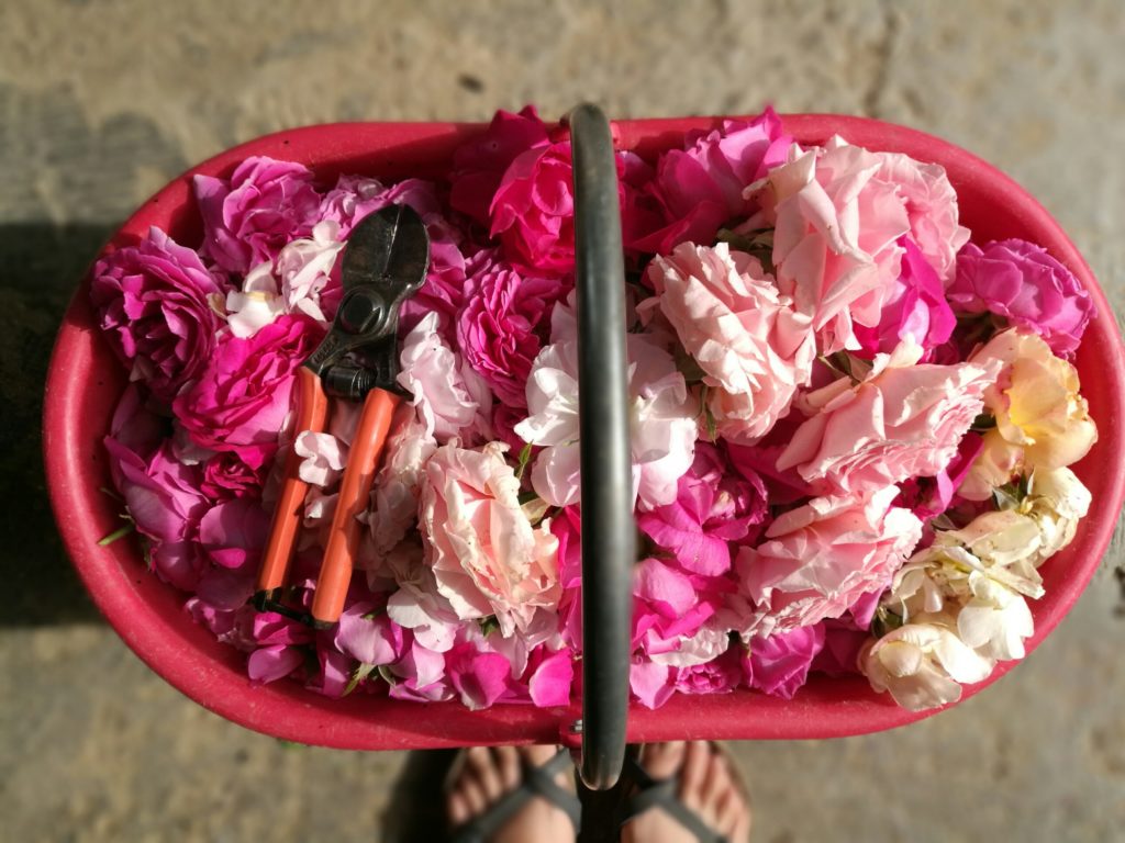 petali di rosa essiccati cosmetici