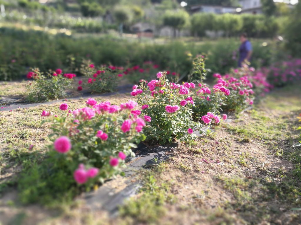 petali di rosa essiccati