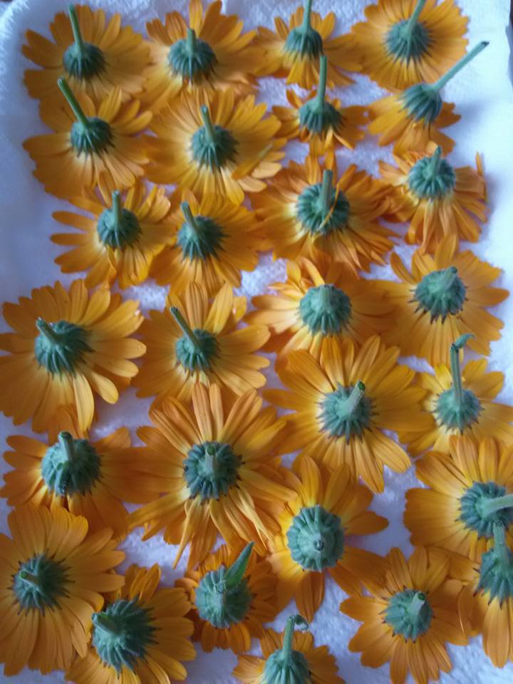 calendula essiccata