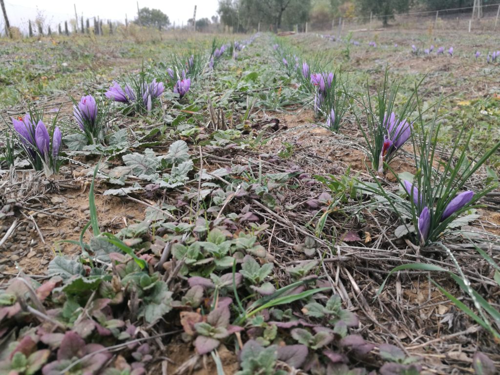 fiori di zafferano essiccati