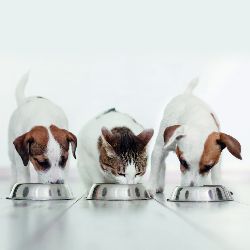 cibo essiccato per cani e gatti
