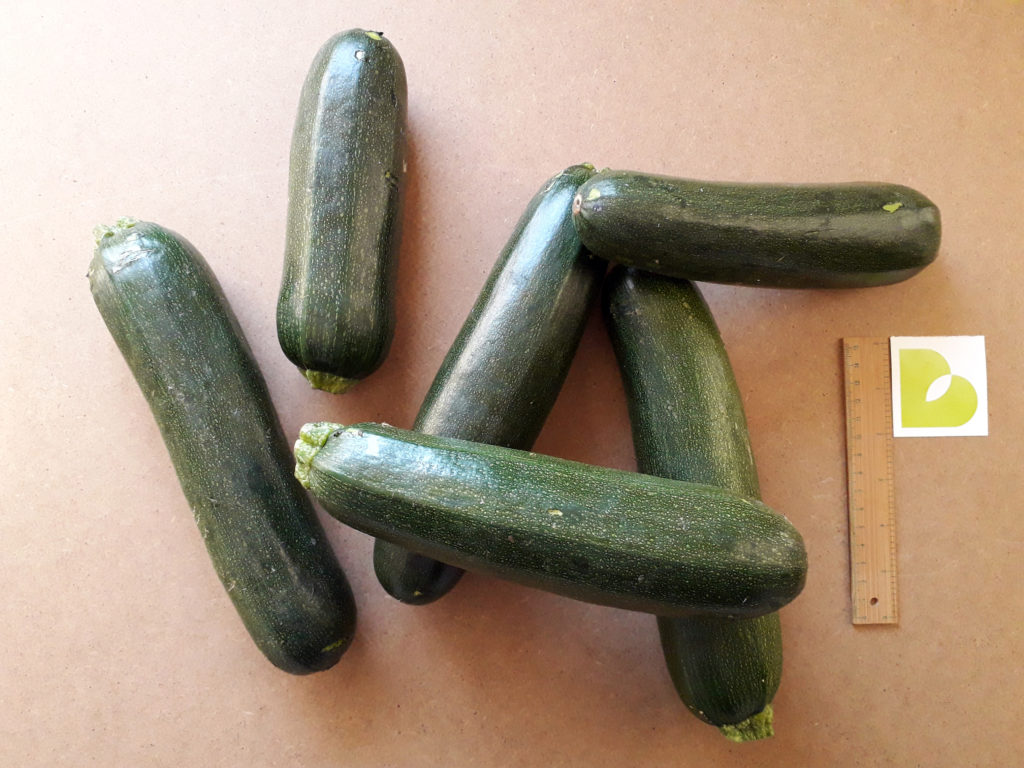 zucchine giganti essiccate