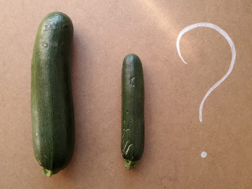 zucchine giganti essiccate