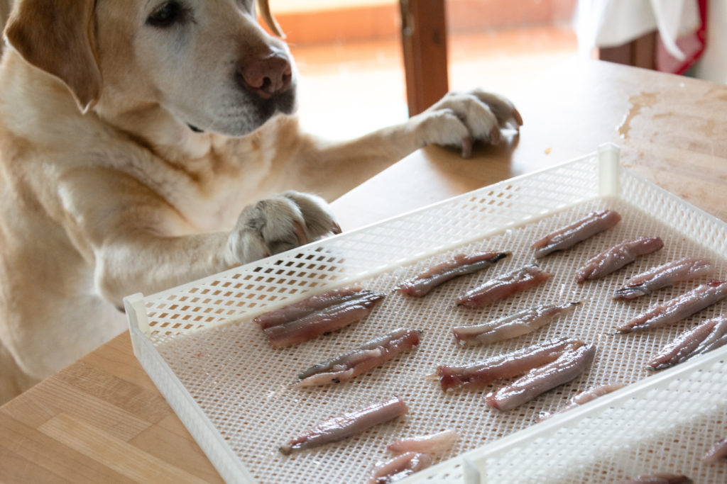 sardine essiccate