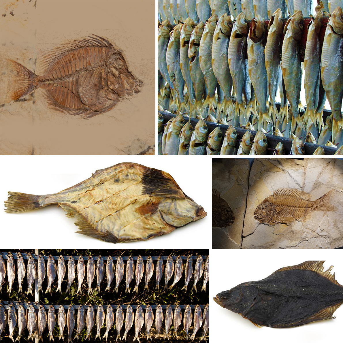 pesse-baucco_pesce-d-aprile-tauro-essiccatori_1 copia