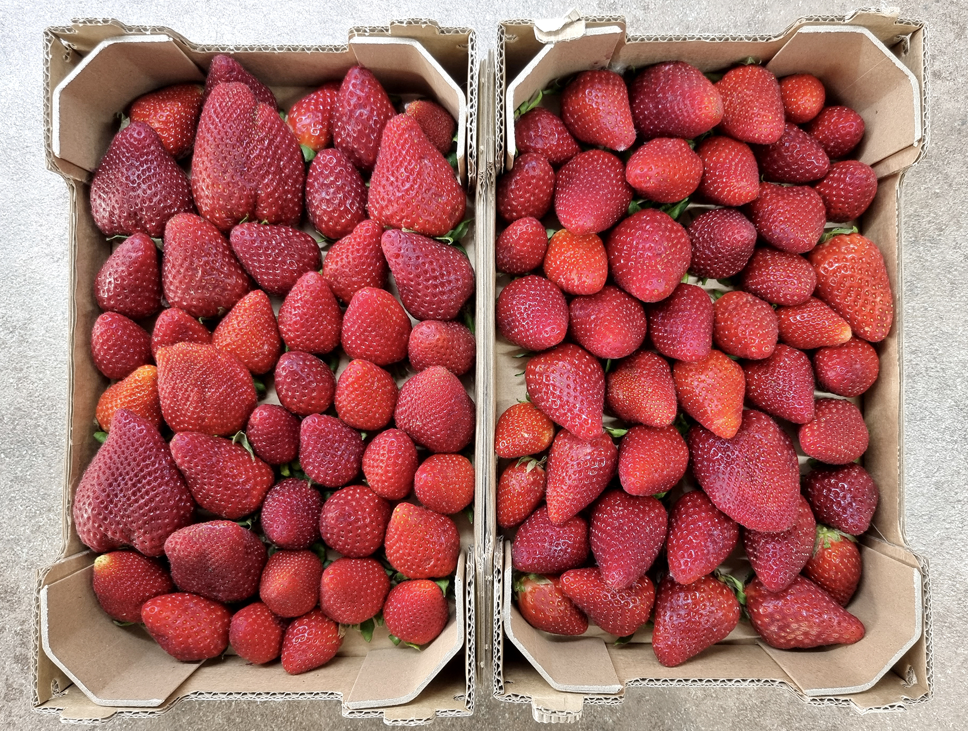 Cestini di fragole fresche scelte con curo dal fruttivendolo di fiducia