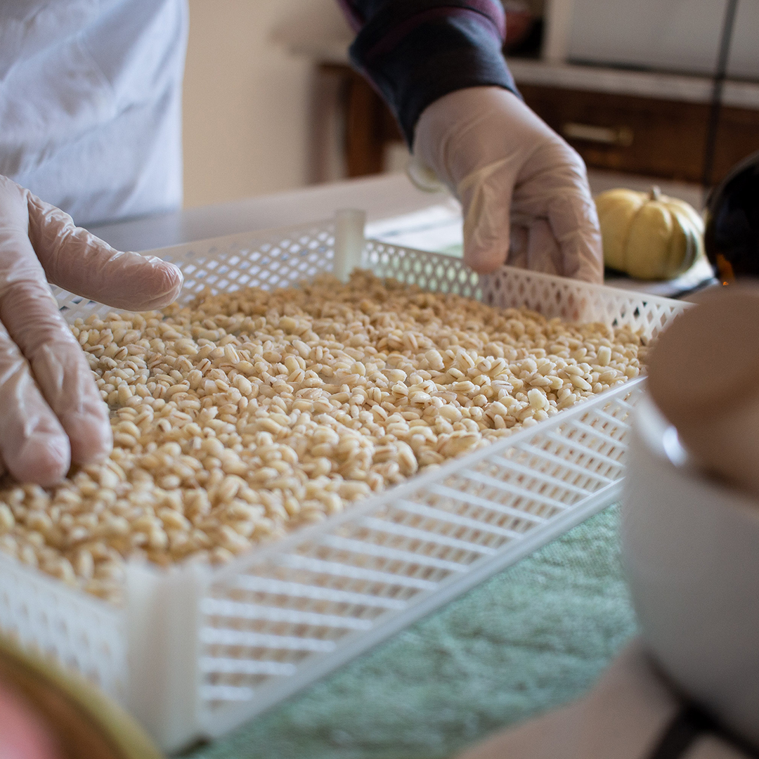 Orzo lessato e adagiato nei cestelli dell'essiccatore