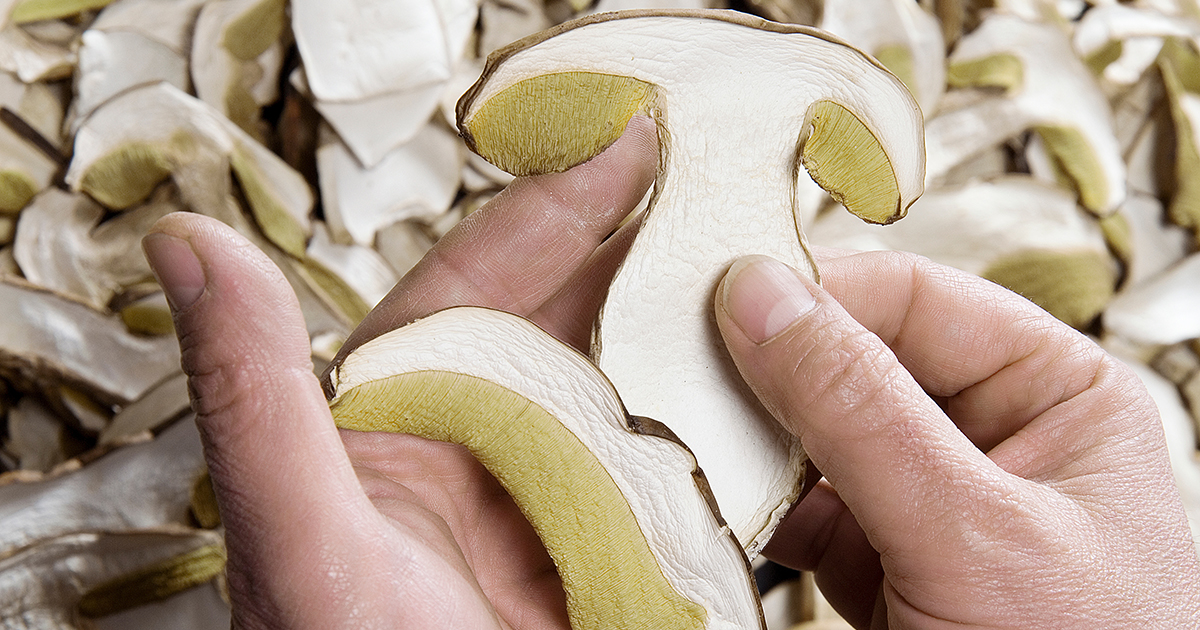 dry mushroom boletus edulis