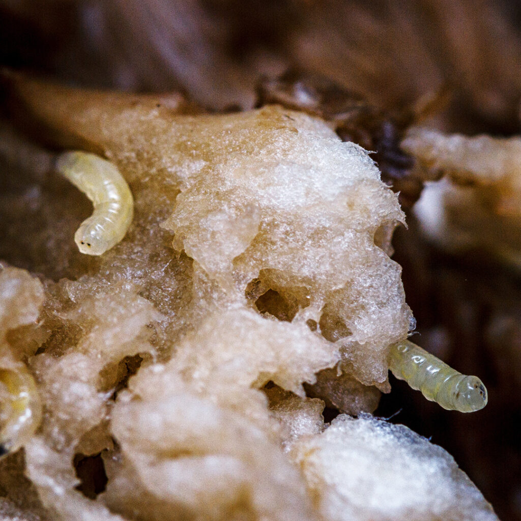 Un' immagine macro della carne di un fungo porcino con la presenza delle larve di ditteri micetofilidi.
