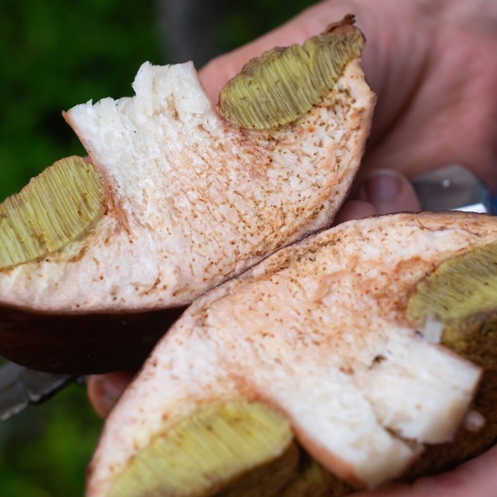 Esemplare di Boletus edulis con il cappello eroso da larve di ditteri micetofilidi; quando la percentuale di erosione supera il 10% del totale della carne fresca inizia ad essere sconsigliata l'essiccazione.