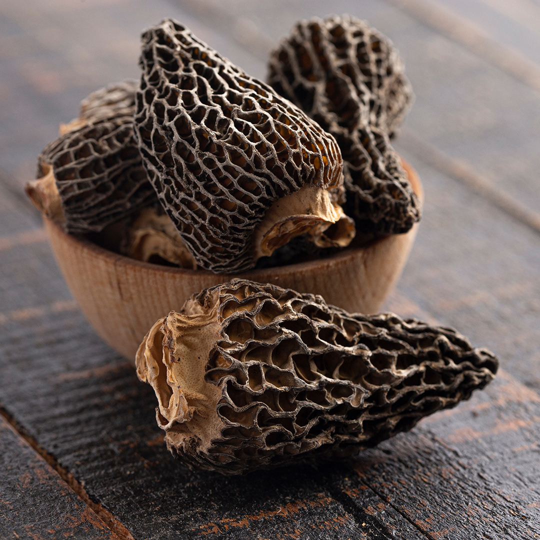 Morchella_secca